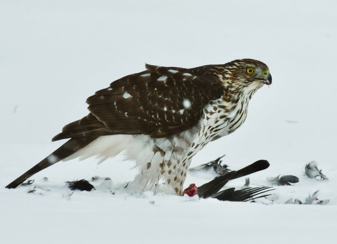 What’s Flying: Let’s see what the new year brings